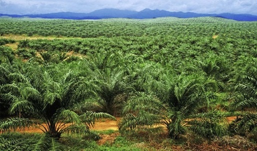 Indonezia exclude uleiul de palmier brut din interdicția de exporturi