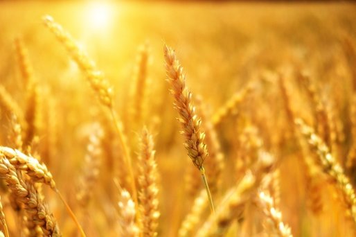 UE și-a redus estimările privind recolta de grâu în 2022/2023