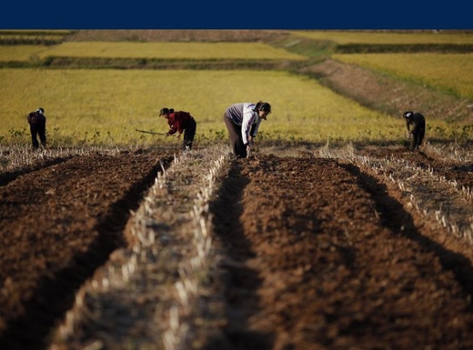 Coreea de Nord scoate funcționarii din birou și îi pune la muncă pe câmp