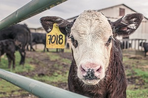 INFOGRAFICE Numărul investițiilor anunțate în zona de agro și zoo a crescut. Județele cu cele mai multe investiții