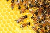 Prețul mierii de albine este influențat de războiul din Ucraina. ”E posibil ca procesatorii să nu aibă efectiv de unde acumula cantitățile necesare”
