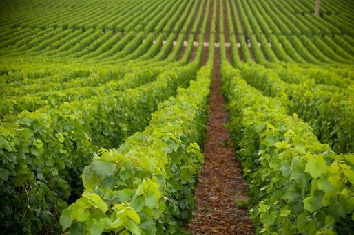 România are cele mai multe exploatații viticole din UE, dar și cele mai mici