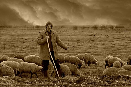 Criză de ciobani în România. Se refuză salarii de 4.000 de lei pe lună