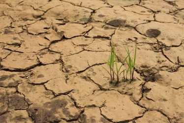 Agra Asigurări: Războiul și creșterea prețului cerealelor au generat panică în piața românească a asigurărilor agricole, Sumele de asigurare per hectar s-au dublat. Topul județelor afectate de secetă și grindină