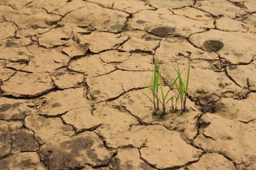 Agra Asigurări: Războiul și creșterea prețului cerealelor au generat panică în piața românească a asigurărilor agricole, Sumele de asigurare per hectar s-au dublat. Topul județelor afectate de secetă și grindină