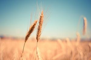 Prețurile cerealelor au scăzut, după ce au atins maxime record