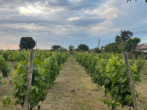 FOTO Tranzacție: Euro Vial Residence achiziționează domeniul Clos des Colombes din Olimp, una din cele mai renumite podgorii de pe litoralul românesc  