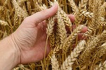 Producția alimentară din România este în pericol din cauza secetei. „Este posibil să existe o creștere semnificativă a prețului produselor de bază, dar și al celor procesate.”