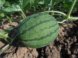 Scad suprafețele cultivate cu pepeni în vestul țării, agricultorii fiind nemulțumiți de vreme, costuri și de prețurile din piață