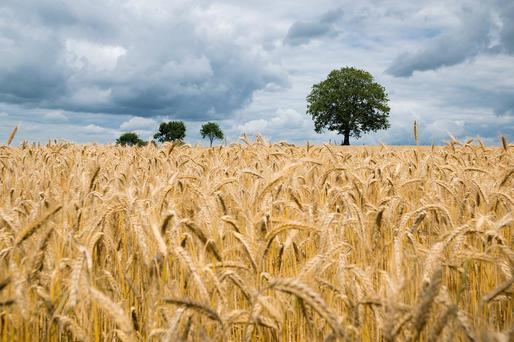 Ministrul Agriculturii: Am încheiat recoltatul grâului în România. Cu siguranță o să avem pâine anul acesta