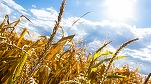 Recoltele din Germania, afectate de secetă