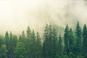Suprafața fondului forestier din România este în creștere.  Județele cu cele mai mari suprafețe de păduri