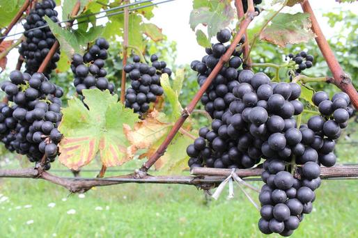 Franța se așteaptă la revenirea producției de vin în 2022, dar seceta reprezintă în continuare un risc