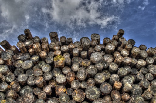 Volumul de lemn exploatat de către companii a scăzut