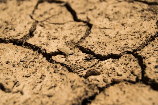Ministerul Agriculturii: Peste 1 milion de hectare cu culturi agricole afectate de secetă