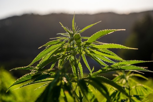 Deputații bulgari vor legalizarea cânepei în scop industrial, pentru a aduce acasă producătorii bulgari care și-au mutat producția în România