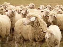 Exportul de animale vii din România, interzis complet în câțiva ani către anumite țări