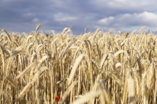  Prețul cerealelor pe plan mondial a fluctuat în acest an, din cauza tensiunilor geopolitice și a fenomenelor meteo