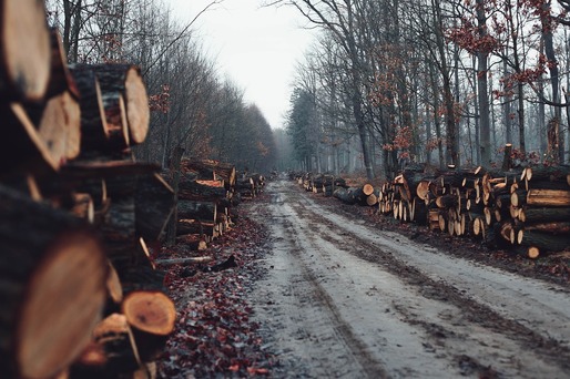 Peste 100 mii metri cubi de material lemnos confiscați în urma acțiunilor pentru combaterea ilegalităților din domeniul silvic