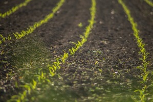 Veniturile Rusiei din exporturile de îngrășăminte s-au majorat cu 70% ca urmare a exploziei prețurilor gazelor, care a indisponibilizat concurența europeană, inclusiv Azomureș