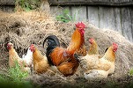 Lipsa ouălor de pe piață îi determină pe neozeelandezi să-și cumpere propriile găini 