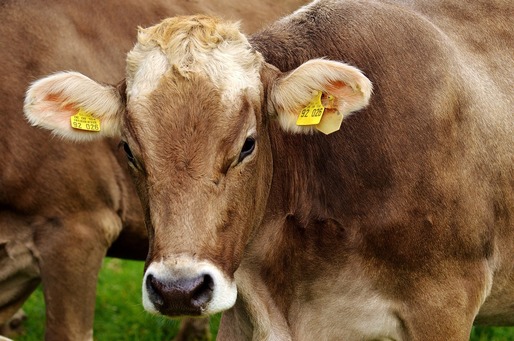 China reușește să cloneze cu succes „super vaci” pentru prima dată în istorie