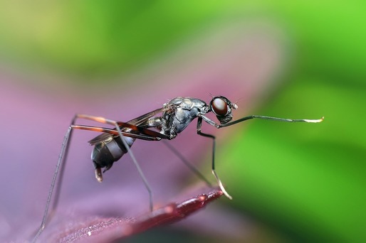 Qatarul interzice alimentele care conțin insecte