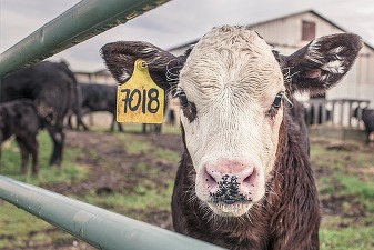 Daea: Vaca trece prin mari greutăți. A devenit dușmanul planetei