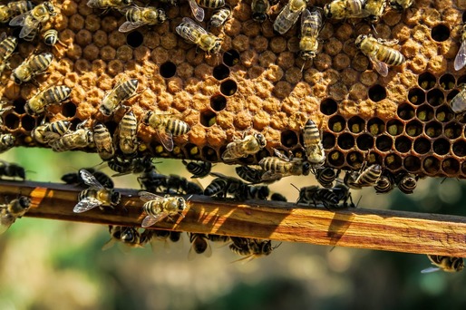 Scade dramatic numărul producătorilor de miere din România