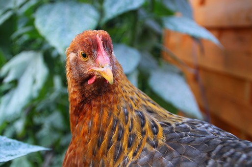 Gripa aviară a ajuns în noi colțuri ale globului și a devenit endemică pentru prima dată la unele păsări sălbatice care transmit virusul păsărilor de curte