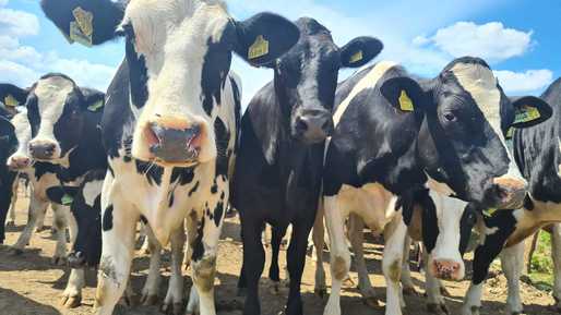 DN Agrar Group, controlat de familia olandeză de Boer, achiziționează 800 de vaci Holstein