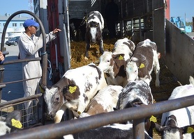 Regulile de bunăstare a animalelor pe durata transportului pe cale maritimă, înăsprite
