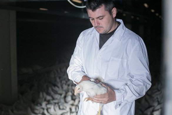 Producătorul de carne de pasăre Oprea Avi Com, joint venture cu grupul ungar Hodler Capital