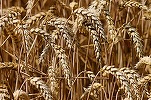 România este al doilea mare exportator de grâu din UE în sezonul 2022-2023