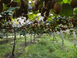 O stațiune pomicolă din Buzău vinde arbuști de kiwi, curmal chinezesc și paw-paw. Temperaturile ridicate au ajutat la aclimatizarea unor specii exotice