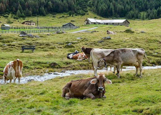 Numărul de ferme din UE a scăzut cu 5,3 milioane unități în 2020 comparativ cu 2005