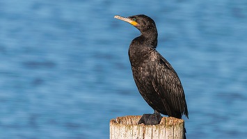 VIDEO Cormoranii nu mai au nicio scăpare în noul mandat al lui Petre Daea