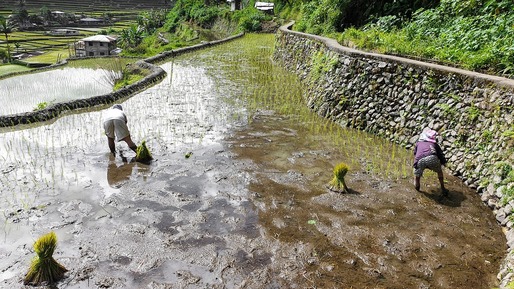 Filipinezii vin să muncească în agricultura românească. Cu cât sunt plătiți și ce meserii se caută