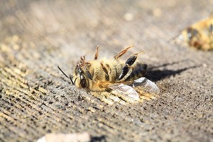 Uniunea Europeană nu va elimina complet pesticidele chimice, în ciuda unei inițiative cetățenești