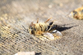 Uniunea Europeană nu va elimina complet pesticidele chimice, în ciuda unei inițiative cetățenești