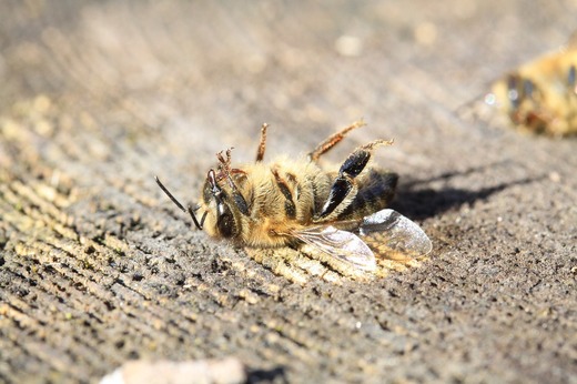 Uniunea Europeană nu va elimina complet pesticidele chimice, în ciuda unei inițiative cetățenești