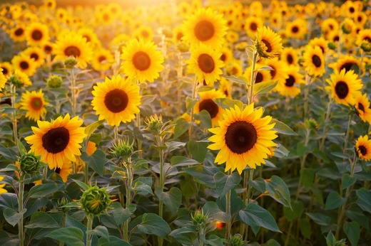 Fermierii se plâng că porumbeii sălbatici distrug culturile de floarea soarelui: Mi-au distrus 52 de hectare!