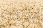 România oprește importul de cereale din Ucraina. Decizia Comisiei Europene