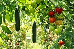Ministrul Petre Daea amenință fermierii cu tăierea subvențiilor dacă stropesc legumele cu substanțe toxice în concentrație mare
