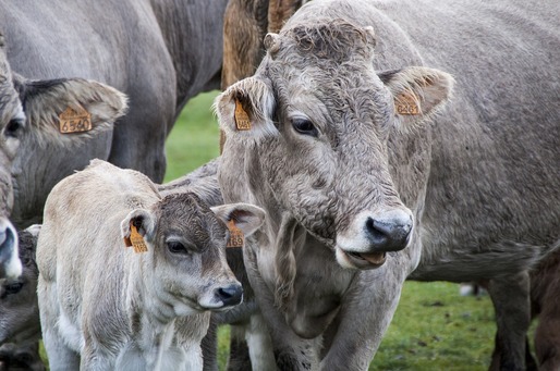 Vacile europene, amenințate de o boală gravă legată de schimbările climatice