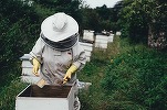 România este lider în UE după numărul de stupi de albine