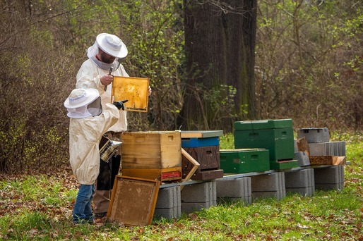 UE înregistrează o înmulțire a albinelor crescute în scop comercial, iar România deschide calea