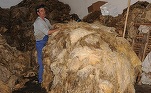 Agro TV: Piatră de temelie așezată în România pentru cea mai mare fabrică de procesare a lânii din Europa. \
