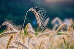 Comisia Europeană ar pregăti prelungirea interziceri importului de cereale ucrainene până în septembrie