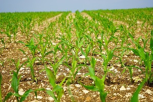 Un fermier din Ialomița a rămas fără porumbul proaspăt răsărit de pe 100 de hectare: a fost mâncat de ciori